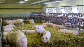 Group-housed dry sows on deep straw