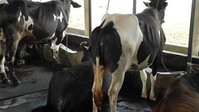 Två kor i ladugård i Bangladesh