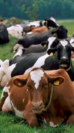 Swedish Red and Swedish Holstein are the most common dairy cattle breeds in Sweden.