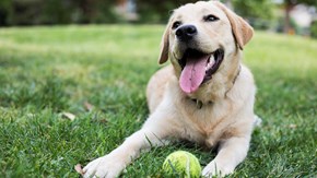 En hund på gräsmatta med en tennisboll mellan tassarna