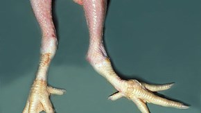 Foto av utåtvridet ben (valgus) hos en slaktkyckling. Fotograferad efter slakt. 