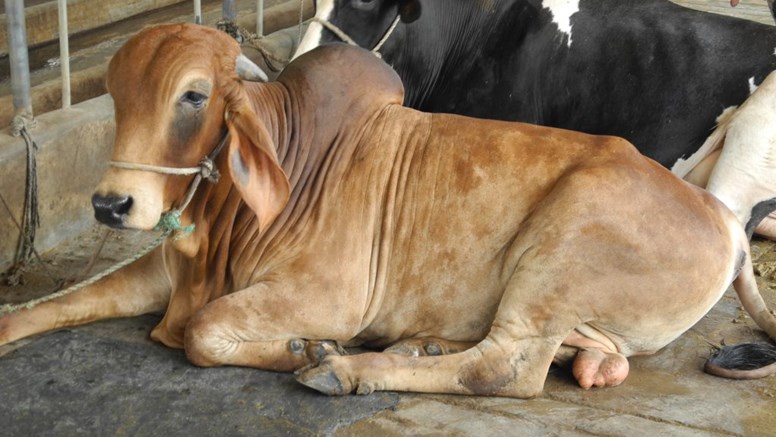 En ung tjur ligger i ladugården i Bangladesh