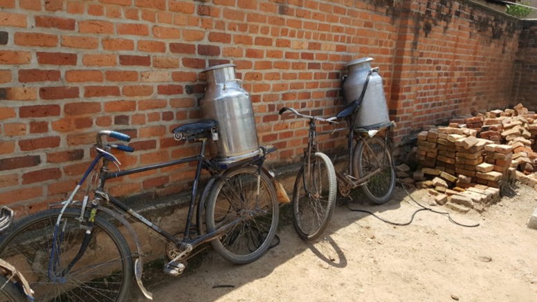 Cyklar med mjölkkannor på pakethållaren