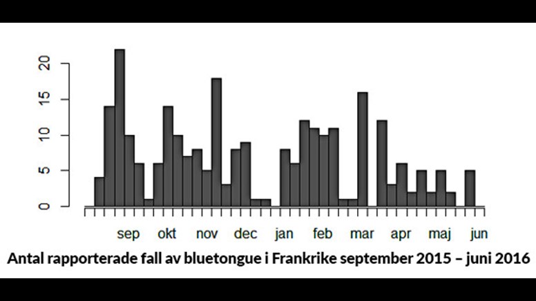 Bluetongue: rapporterade per månad i Frankrike 2015 -2016
