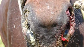 Varigt och blodtillblandat näsflöde hos häst med rots