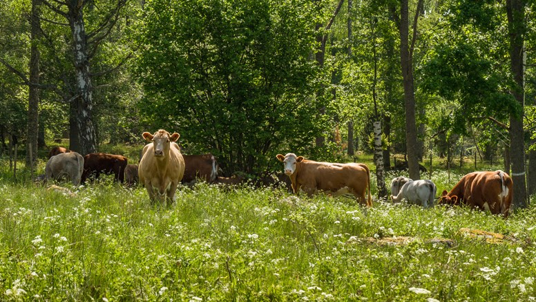 Kor vid ett skogsbryn