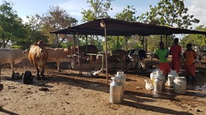 Livestock on a Kenyan farm