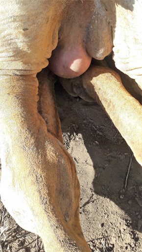 Bilden visar kamelens ben och juver bakifrån.