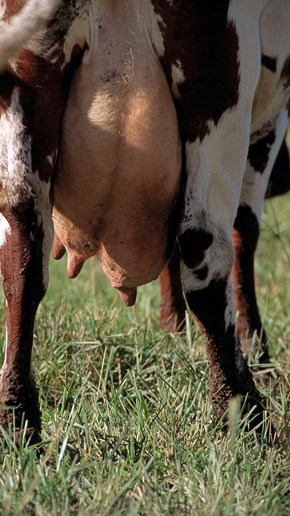 Mastit (juverinflammation) är den vanligaste och mest förlustbringande sjukdomen bland Sveriges mjölkkor.