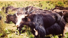 En flock jakar i ett landskap med viss grön växtlighet i Tibet.