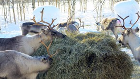 Renar betar vid en stödfoderplats