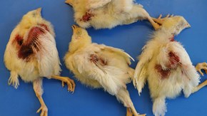 Hos kycklingar som drabbas av sjukdomen infektiös kycklinganemi ser man ofta blödningar och sår i huden.