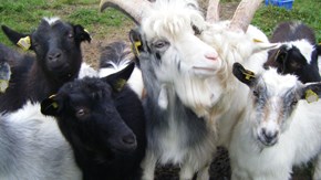 Närbild av en flock unggetter av svensk lantras, varav några har horn, som trängs i en hage.