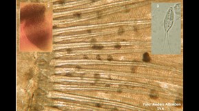En stor bild med två inklippta mindre bilder i höger och vänster övre hörn. Bild 1: Gäle med sporcystor (gråsvarta områden). Bild 2: Cysta med stort antal sporer.Bild 3: Henneguya psorospermica sett i hög förstoring genom mikroskopi.