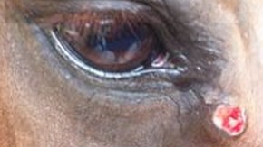 Läkande sommarsår under ögat på häst
