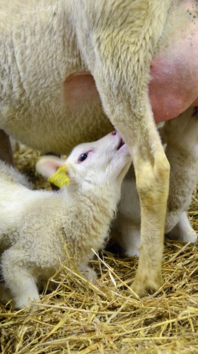 Lammen kan sprida mastit i fårbesättningen