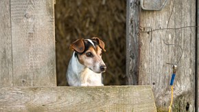 En Jack Russel terrier tittar ut från en lada
