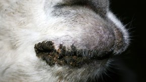 Närbild på alpackas mun med bruna sårskorpor.