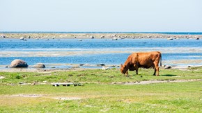 En ko betar på strandäng