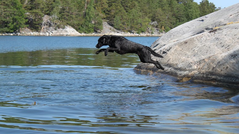 En svart hund hoppar i vattnet från en klippa