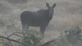 Älg på ett dimmigt hygge