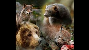 The four large mammalian predators in Sweden; wolf, wolverine, brown bear and lynx.