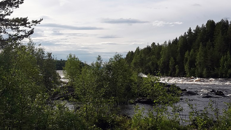 Fors i Torneälven