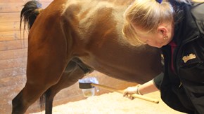 Urinprov tas från en tävlingshäst för att kontrollera så att inga otillåtna substanser förekommer