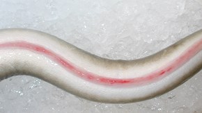 Petekiella blödningar bukfena i samband med herpesvirus på ål.
