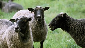 The Gotland pelt sheep is the most common breed in Sweden.