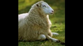 Ett lamm ligger i gräset