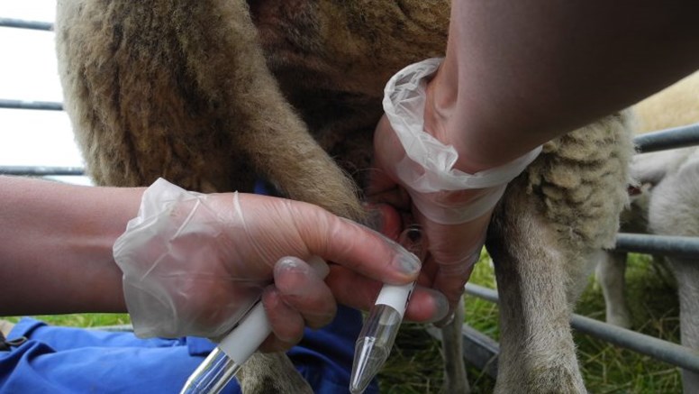 Mjölkprov tas från får