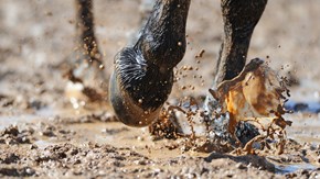 Hästhovar på våt lera