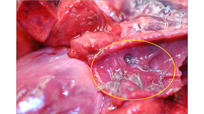 Hjärtmask lungartär