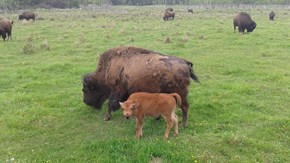 Amerikansk bison på grönbete i Sverige.