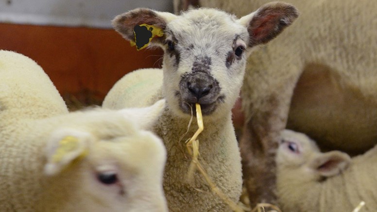 Tre små lamm varav ett diar en tacka ses på nära håll på en bädd av halm.