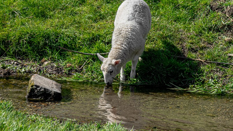 Ett lamm dricker ur en bäck