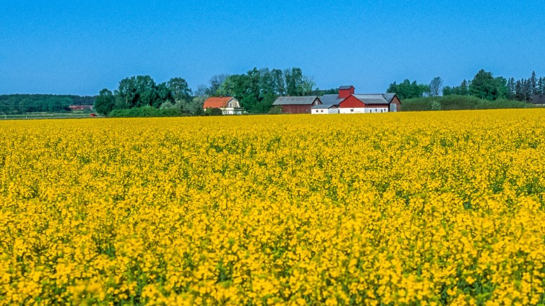 Rapsfält i blom. Foto: SVA