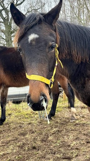 Bild av en häst med sår orsakat av kvarka.