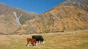 Två kor betar i berglandskap
