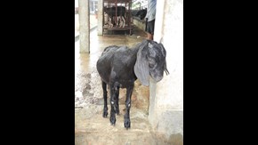 En svart bengalget i ett stall i Bangladesh