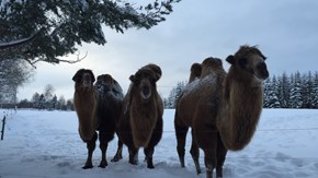 Tre baktriska kameler i en vinterhage med snö.