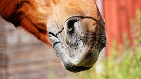 Häst med varigt nosflöde på grund av kvarka.